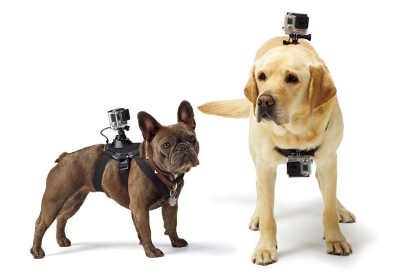 The GoPro Fetch - GoPro dog mount